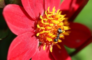 dahlia-1554956_960_720